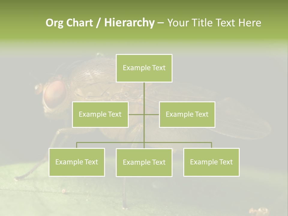 Fruit Fly Moving It Leg PowerPoint Template