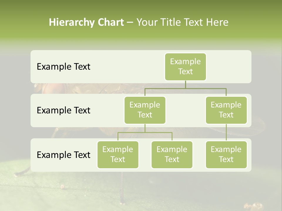 Fruit Fly Moving It Leg PowerPoint Template