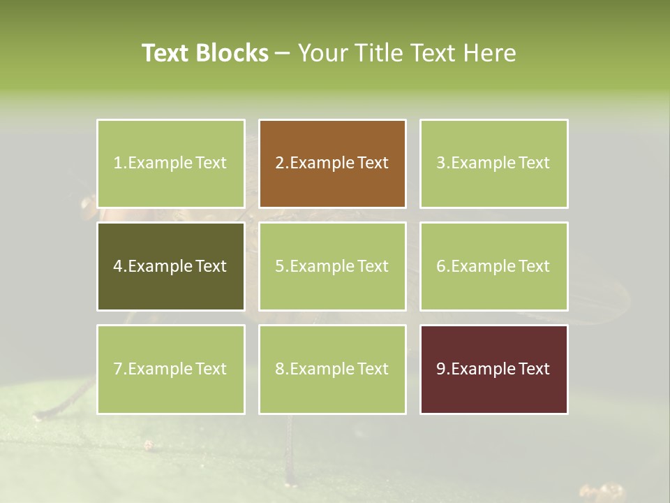 Fruit Fly Moving It Leg PowerPoint Template