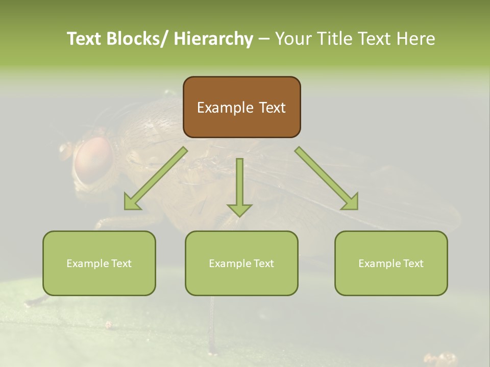 Fruit Fly Moving It Leg PowerPoint Template