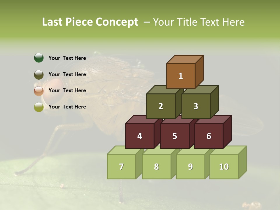 Fruit Fly Moving It Leg PowerPoint Template