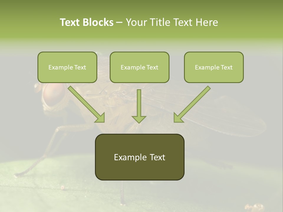 Fruit Fly Moving It Leg PowerPoint Template