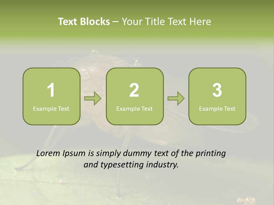 Fruit Fly Moving It Leg PowerPoint Template