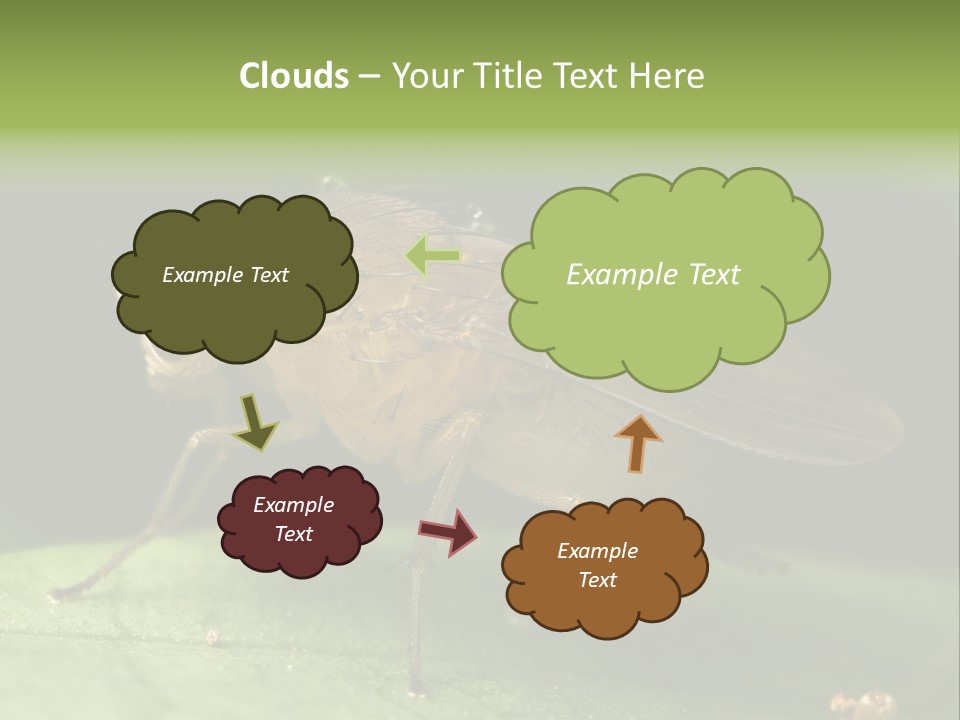 Fruit Fly Moving It Leg PowerPoint Template