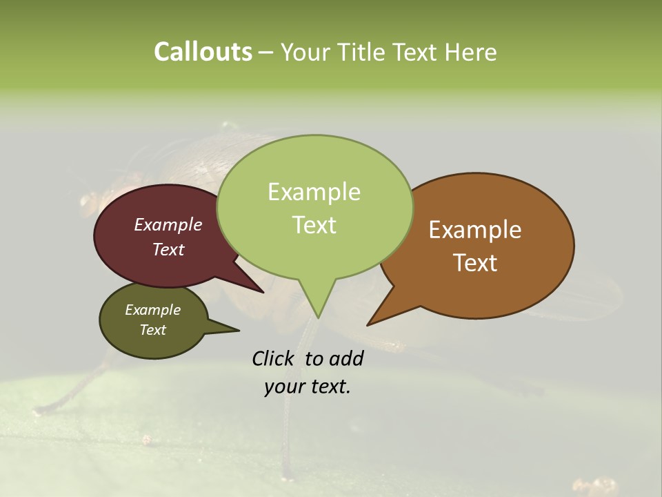 Fruit Fly Moving It Leg PowerPoint Template