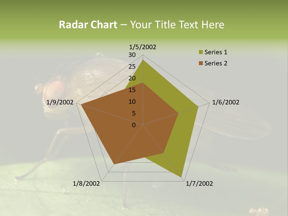 Fruit Fly Moving It Leg PowerPoint Template