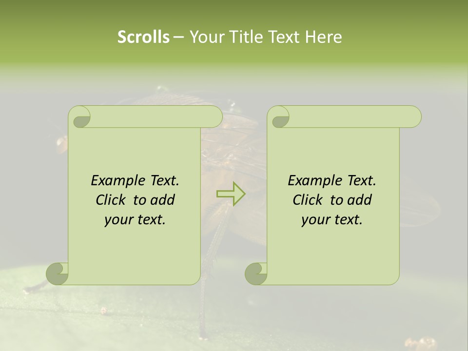 Fruit Fly Moving It Leg PowerPoint Template