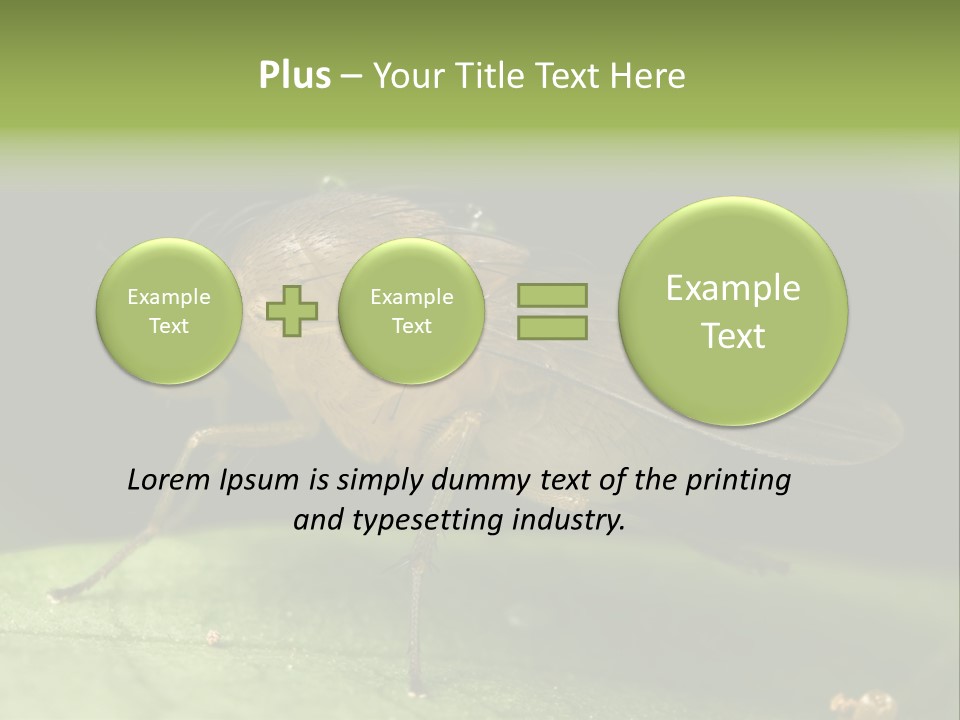 Fruit Fly Moving It Leg PowerPoint Template
