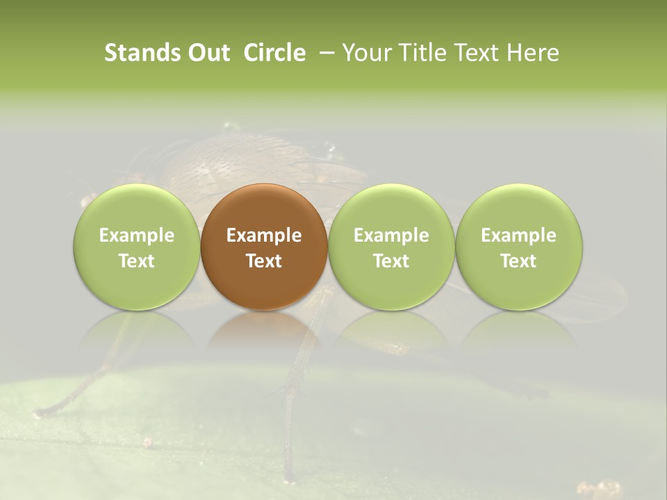 Fruit Fly Moving It Leg PowerPoint Template