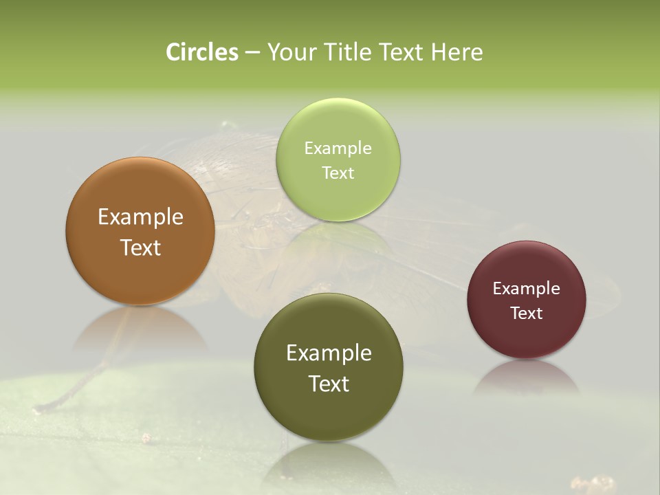 Fruit Fly Moving It Leg PowerPoint Template