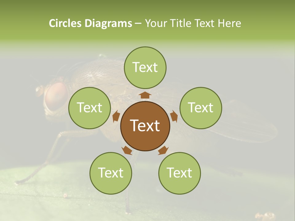 Fruit Fly Moving It Leg PowerPoint Template