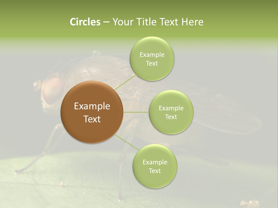 Fruit Fly Moving It Leg PowerPoint Template