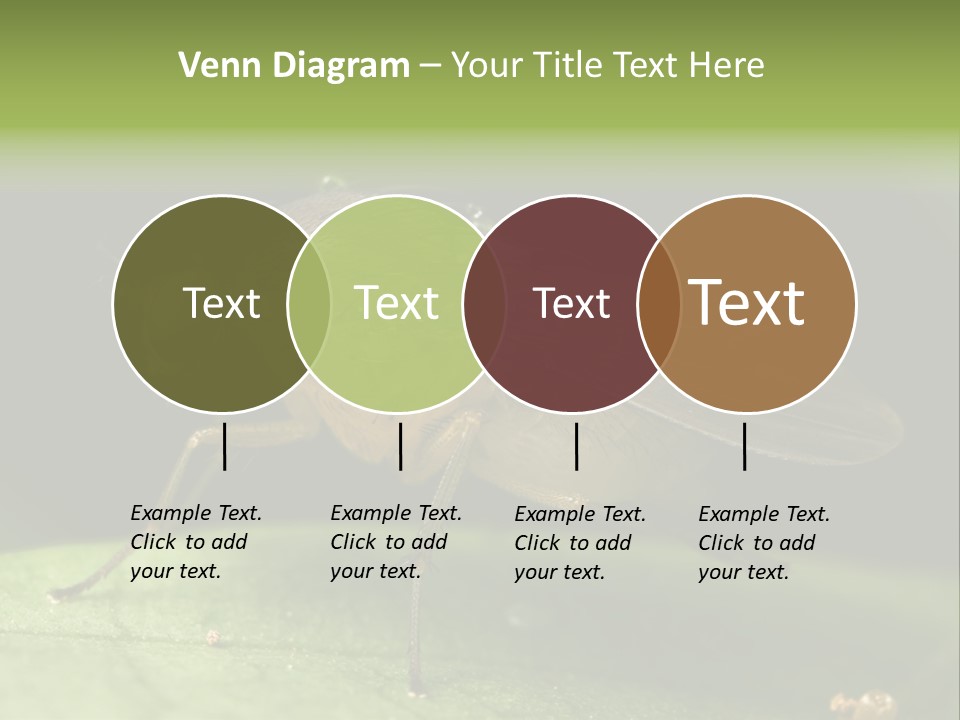 Fruit Fly Moving It Leg PowerPoint Template