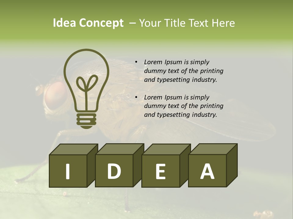 Fruit Fly Moving It Leg PowerPoint Template