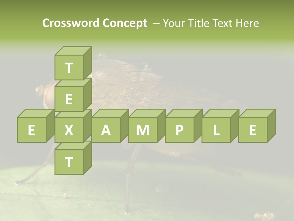 Fruit Fly Moving It Leg PowerPoint Template