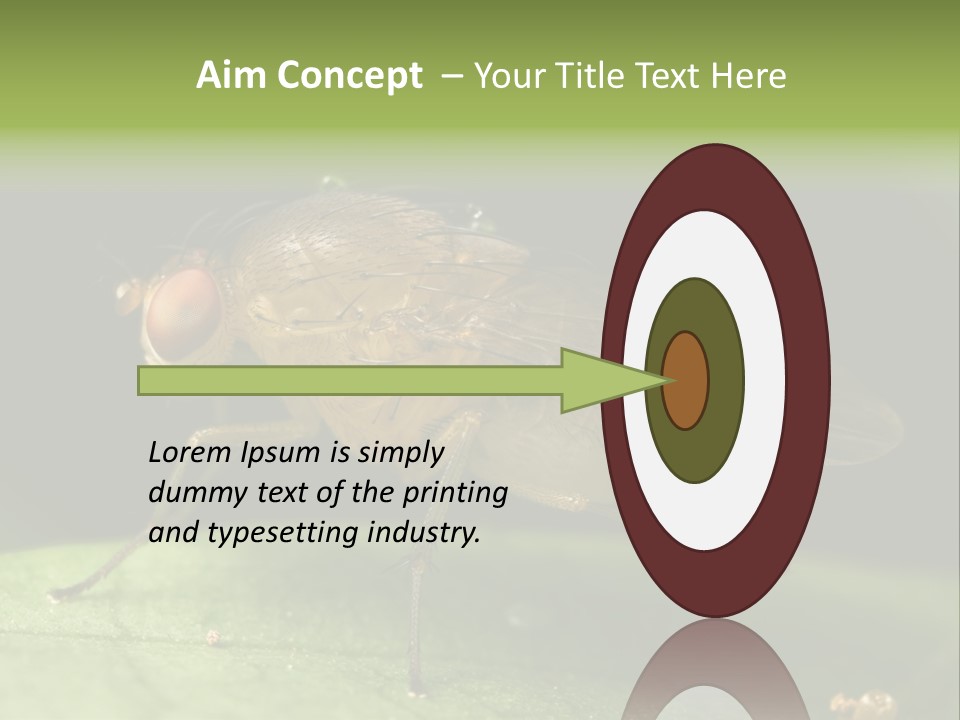 Fruit Fly Moving It Leg PowerPoint Template