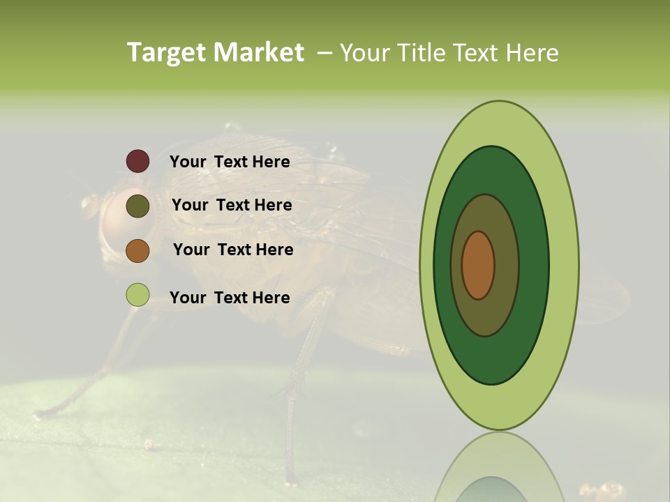 Fruit Fly Moving It Leg PowerPoint Template