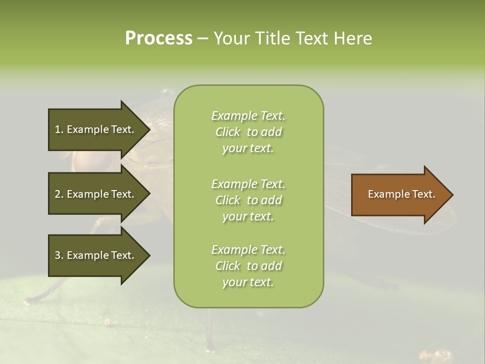 Fruit Fly Moving It Leg PowerPoint Template