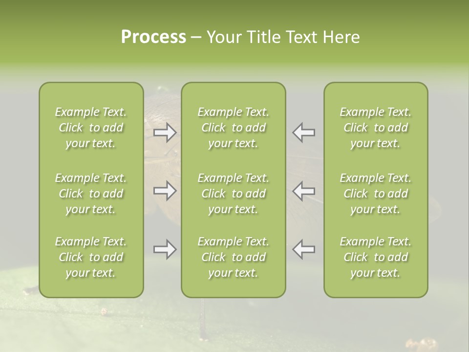 Fruit Fly Moving It Leg PowerPoint Template