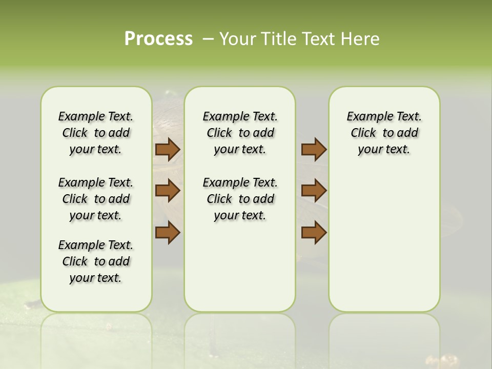 Fruit Fly Moving It Leg PowerPoint Template