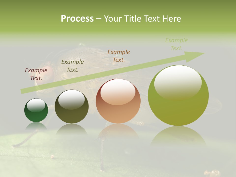 Fruit Fly Moving It Leg PowerPoint Template