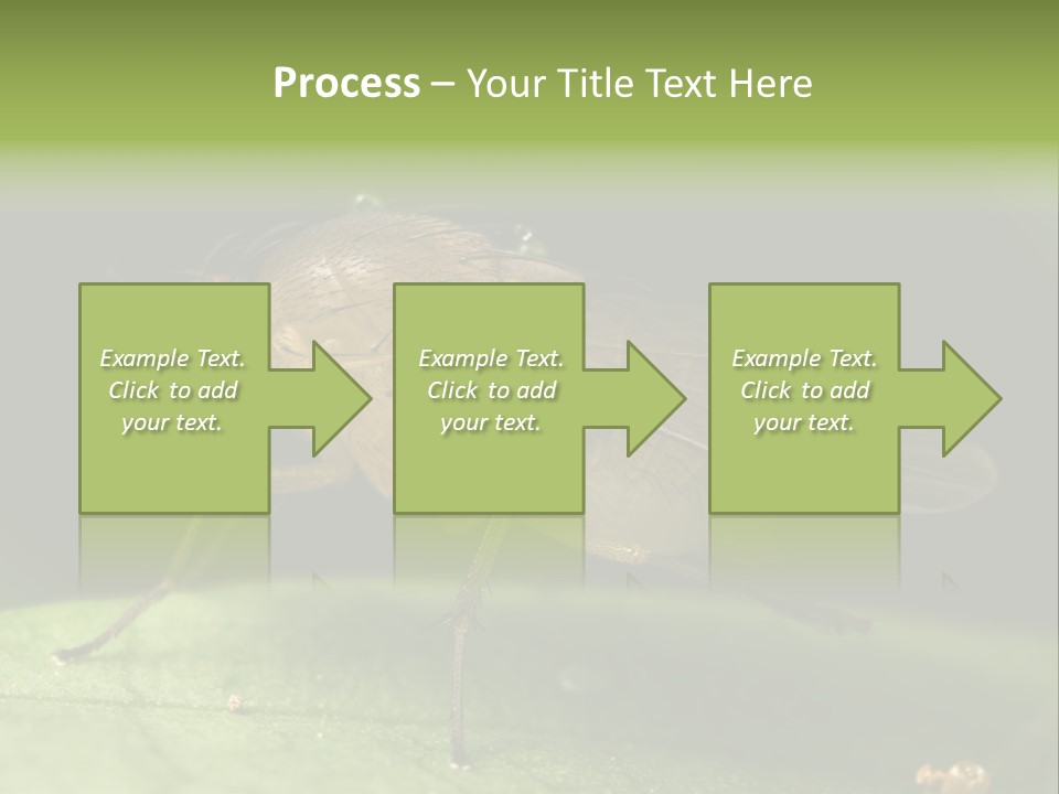 Fruit Fly Moving It Leg PowerPoint Template