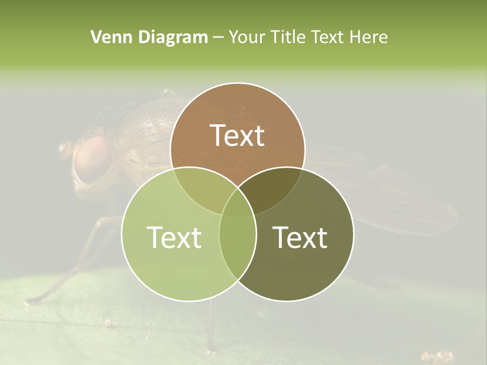 Fruit Fly Moving It Leg PowerPoint Template
