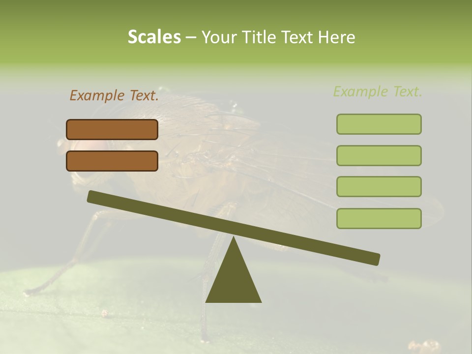 Fruit Fly Moving It Leg PowerPoint Template