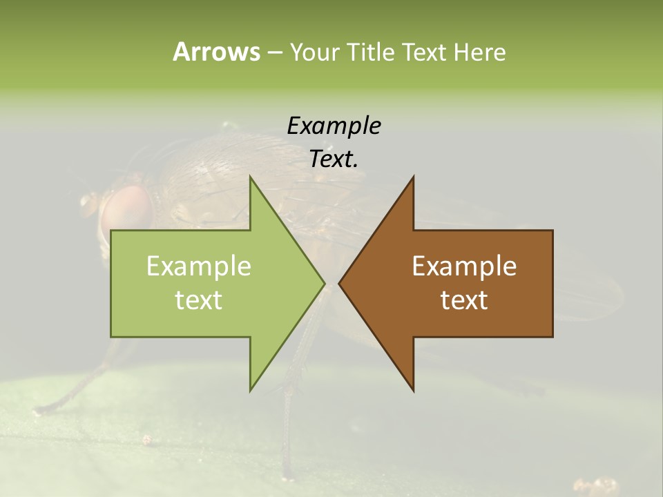 Fruit Fly Moving It Leg PowerPoint Template