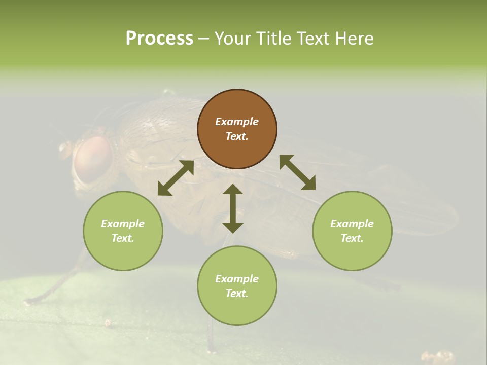 Fruit Fly Moving It Leg PowerPoint Template