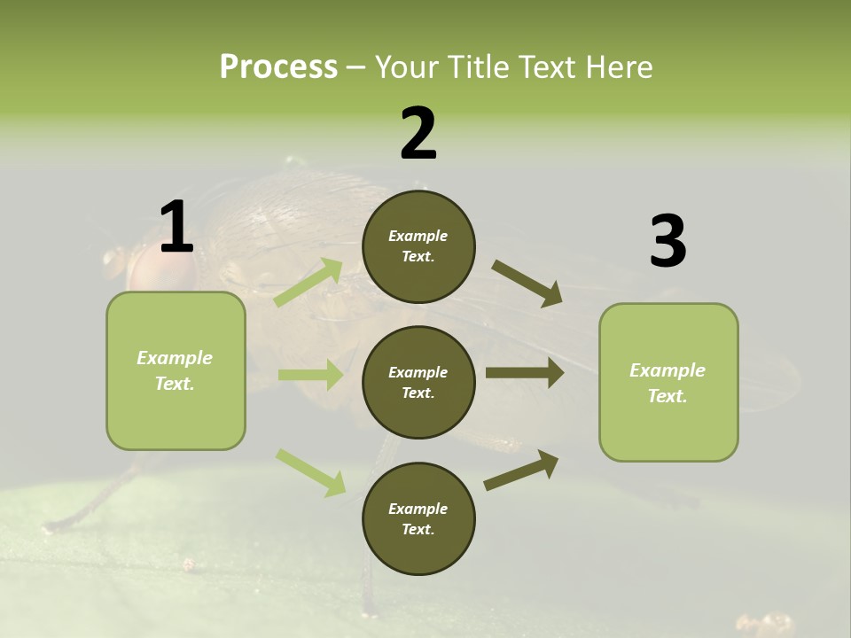 Fruit Fly Moving It Leg PowerPoint Template