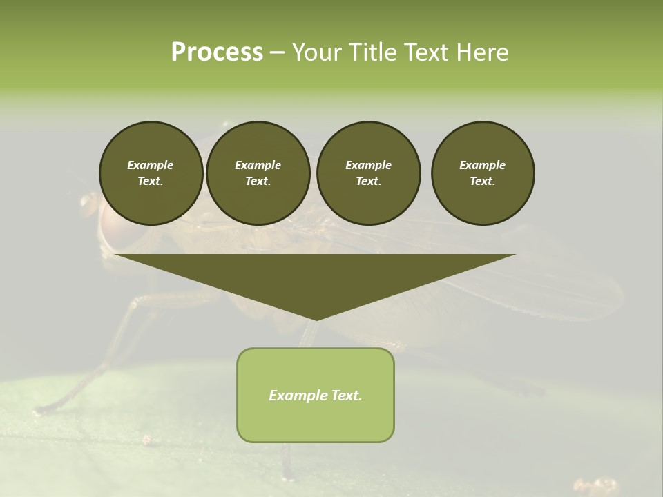 Fruit Fly Moving It Leg PowerPoint Template
