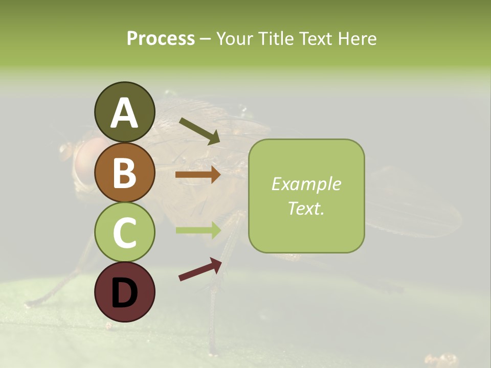 Fruit Fly Moving It Leg PowerPoint Template