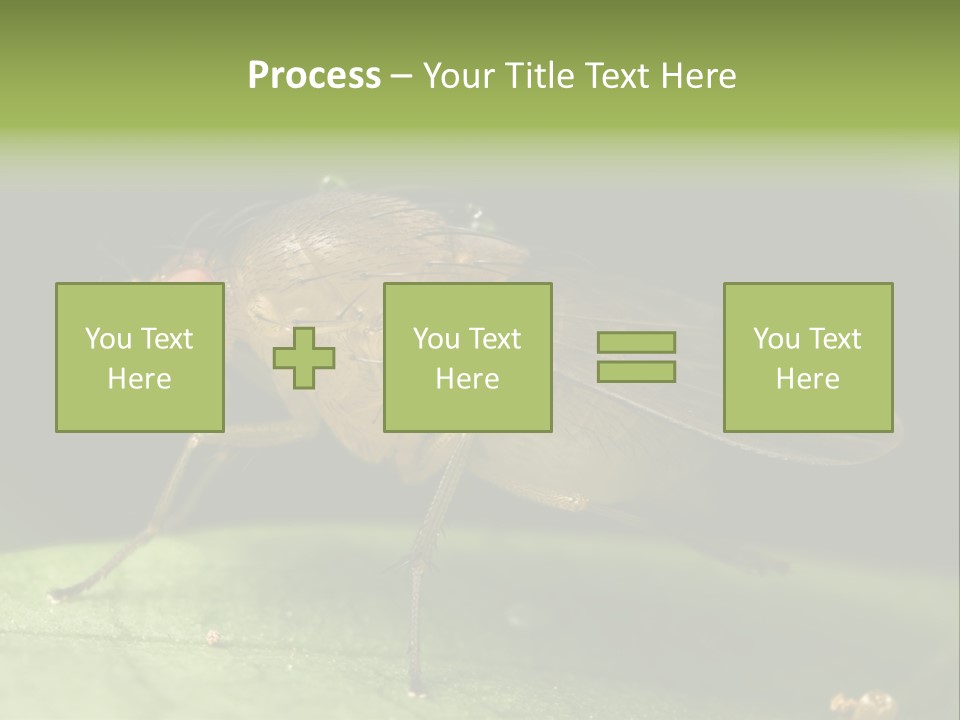 Fruit Fly Moving It Leg PowerPoint Template