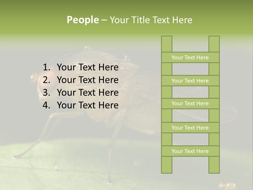 Fruit Fly Moving It Leg PowerPoint Template
