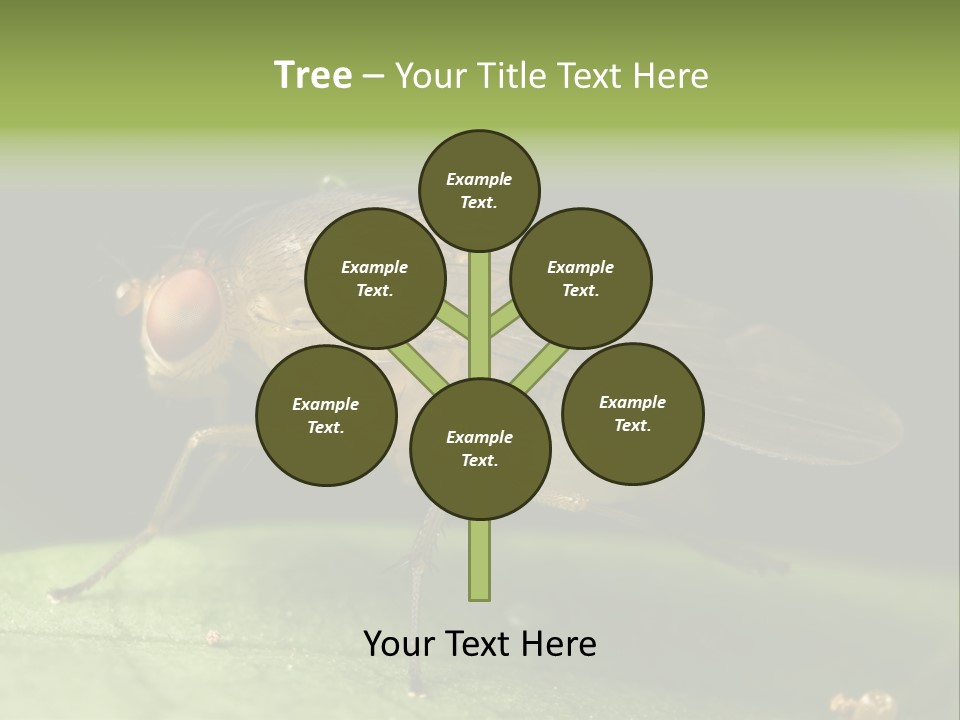 Fruit Fly Moving It Leg PowerPoint Template