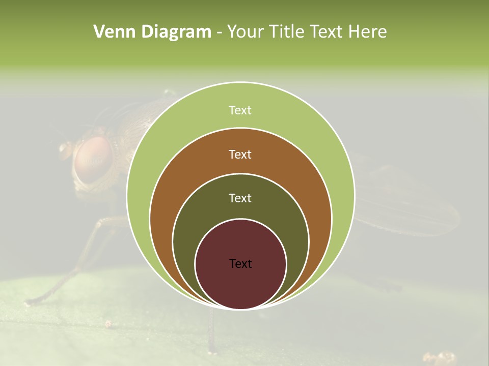 Fruit Fly Moving It Leg PowerPoint Template