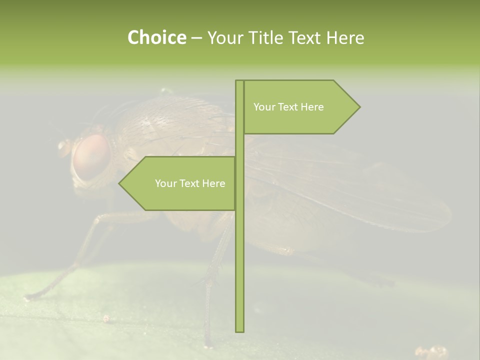 Fruit Fly Moving It Leg PowerPoint Template