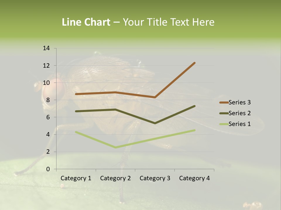 Fruit Fly Moving It Leg PowerPoint Template