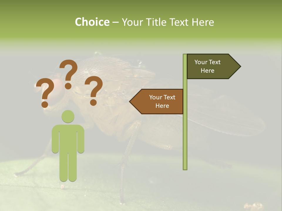 Fruit Fly Moving It Leg PowerPoint Template