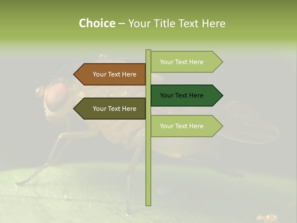 Fruit Fly Moving It Leg PowerPoint Template