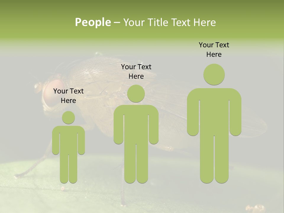 Fruit Fly Moving It Leg PowerPoint Template