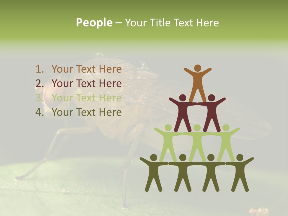 Fruit Fly Moving It Leg PowerPoint Template