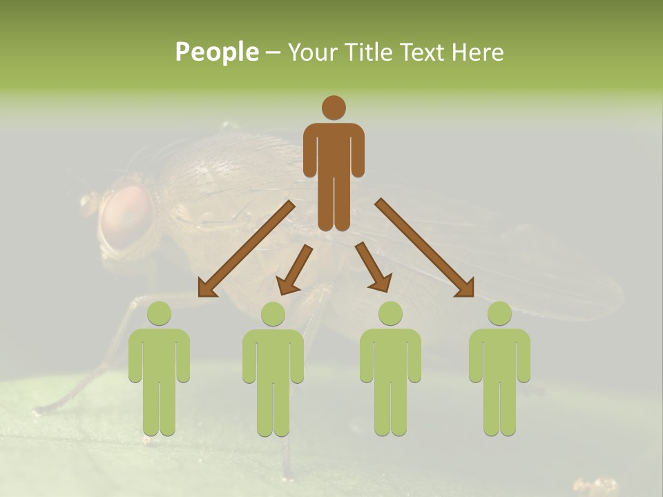 Fruit Fly Moving It Leg PowerPoint Template