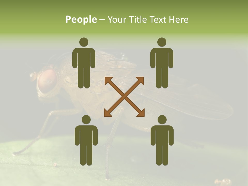 Fruit Fly Moving It Leg PowerPoint Template