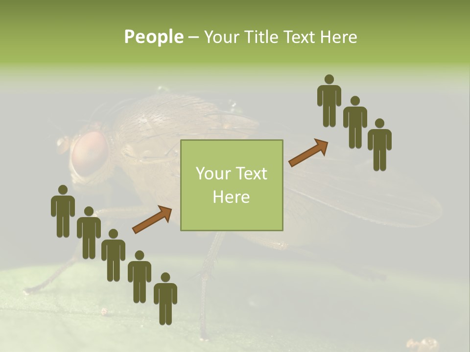 Fruit Fly Moving It Leg PowerPoint Template