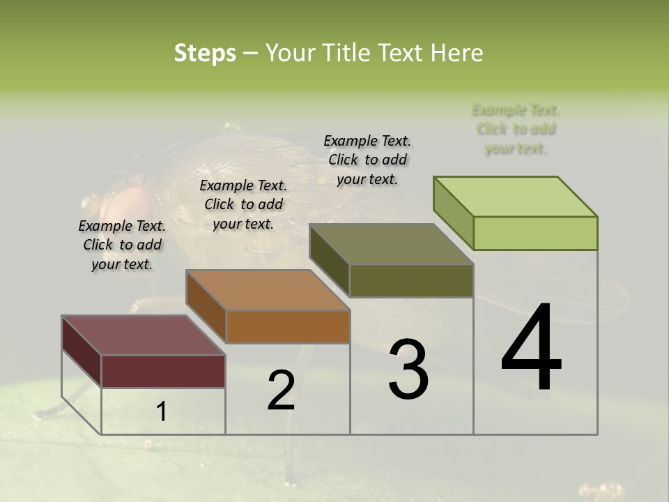 Fruit Fly Moving It Leg PowerPoint Template