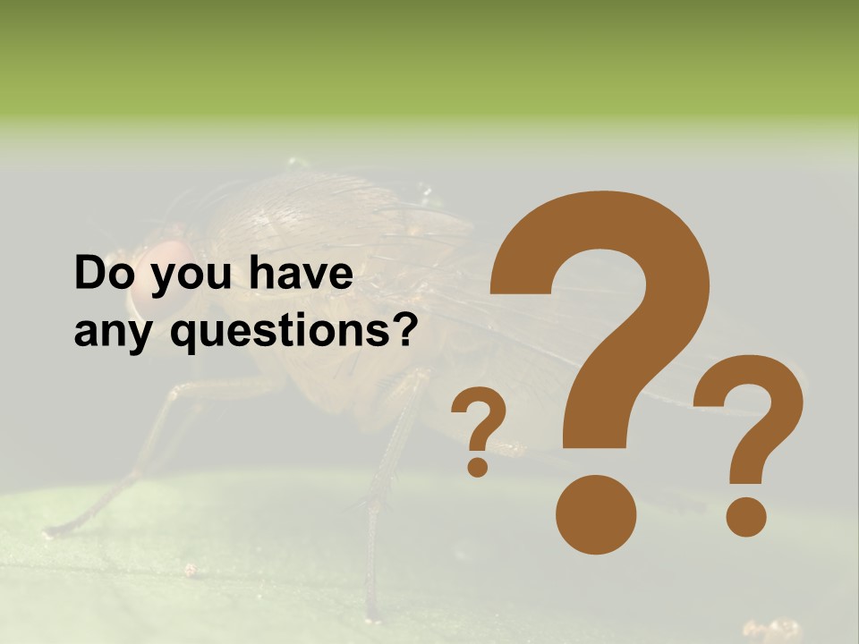 Fruit Fly Moving It Leg PowerPoint Template