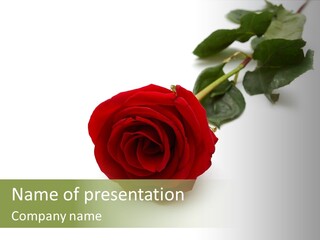 A Single Red Rose On A White Background PowerPoint Template