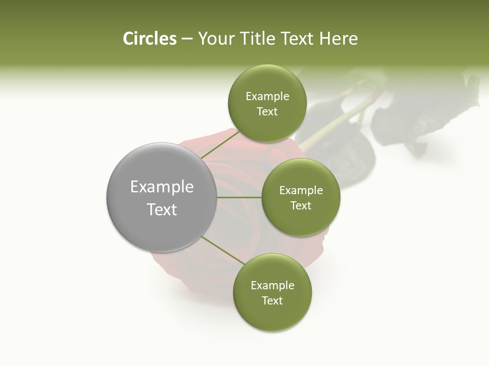 A Single Red Rose On A White Background PowerPoint Template